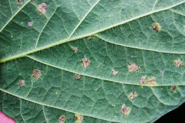 MSU Sources: http://www.extension.umn.edu/agriculture/crop-diseases/soybean/downymildew.html, http://www.soybeanresearchinfo.