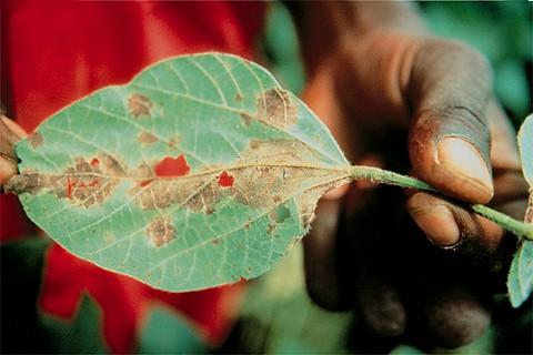 Watch out for Quarantinable Diseases Red Leaf Blotch (Coniothyrium glycines) Previous names: Phoma
