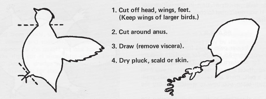 Figure 4. Dressing Game Birds Doves Doves may be dressed as described above. A simpler method follows: 1. Snip off the wings close to the body with large scissors or tin snips. 2.