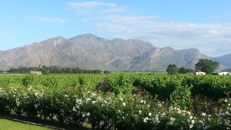 90 The Opstal Estate is situated at the bottom of the Slanghoek mountains, positioned in the Slanghoek Valley.