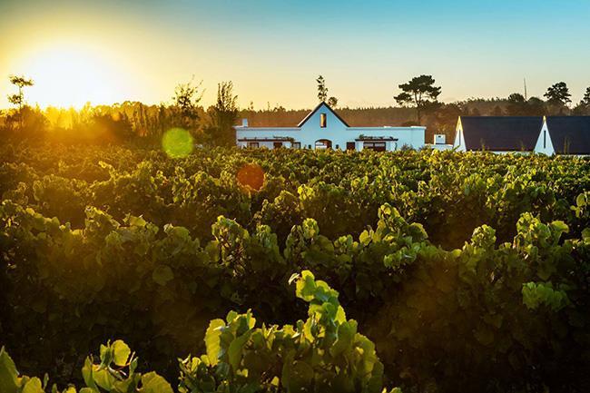 The route now includes 16 wine farms and estates after being officially launched in 2014 (Plett Winelands Wine & Bubbly Route 2016).