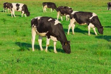 Social and environmental responsibility can help to nurture brand-consumer engagement Grass-fed meat and dairy products represent the "greening" of the meat and dairy