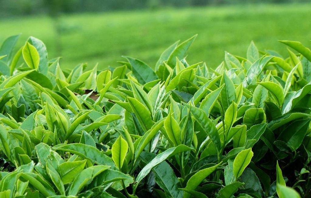 TABLE OF CONTENTS 3. South African Tea Industry Overview (38 pages): South African Tea Manufacturing Overview 3.14 South African Tea Manufacturers: AVI 3.