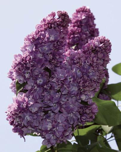 Syringa reticulata Multi-Stem Japanese Lilac Multi-Stem [ht-8m spr-5m] Zones 2-9 Small multi-stem tree, large creamy-white blossoms, blooms in June-July, deep green foliage great for large gardens,