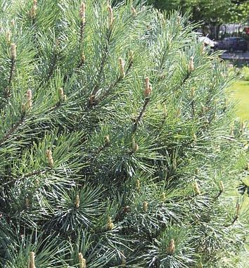 EVERGREENS Pinus strobus Fastigiata Pyramidal White Pine [ht-15m spr-2.5m] Zones 3-9 Narrow columnar form of the White Pine.