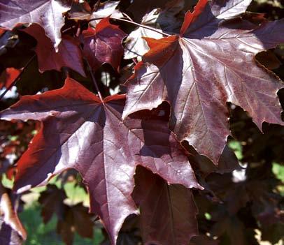 TREES Acer ginnala Flame Amur Maple [ht-5m spr-5m] Zones 2-9 Small compact tree, summer foliage is green and fine textured, flaming reddish-purple fall colouring. Good choice for urban conditions.