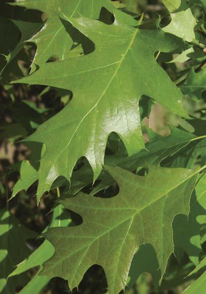 Quercus bicolor Swamp White Oak [ht-15m spr-15m] Zones 3-9 Native, rapid growing when young, grows in poorly drained soils. Distinctive flaky bark. Fall colour is yellow to red. 45 mm cal.