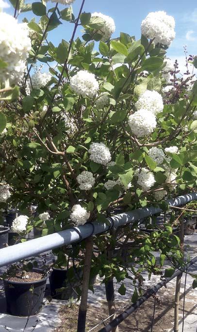TREES VIBURNUM STANDARD Viburnum carlcephalum Standard Fragrant Snowball Standard [ht-2m spr-1m] Zones 6-9 Top-grafted with large white fragrant flowers. 125 cm stem CG...75.