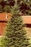 CONIFERS Balsam Fir Abies balsamea 50-70 This tree is one of America's most popular Christmas trees. Balsam fir is a small to mediumsized coniferous tree.