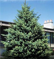 phanerolepis 30-70 The Canaan is a medium grower (1-2 feet per year). It has the traditional evergreen shape and a very nice fir smell.