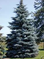 The Canaan fir is becoming a favorite for Christmas trees. This handsome conifer deserves wider use in the landscape but may be difficult to find at your favorite garden center.