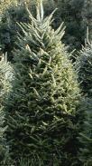 Fraser Fir Abies fraseri 40-60 A tall fir tree that has short, dark green needles with silver undersides. A great ornamental and Christmas tree because of its density and compactness.