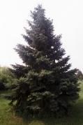 Norway Spruce Picea abies 60-80 The dense, dark green needles never get longer than one inch.