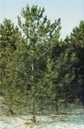 It is one of the best conifers for shelters and windbreaks, as its branches grow densely into one another.