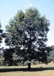 This species is birch-borer resistant. White Oak Quercus alba 50-80 This native acorn-producing deciduous tree prefers full sun or partial shade, and grows in a variety of soil conditions.