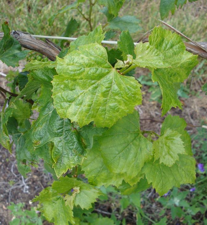 well. Some vines had mixed infections by up to four (and possibly five) viruses!