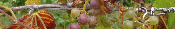 C) Poor ripening of fruit on grapevine leafroll-infected vine (fruit on neighboring healthy vines was ripe).