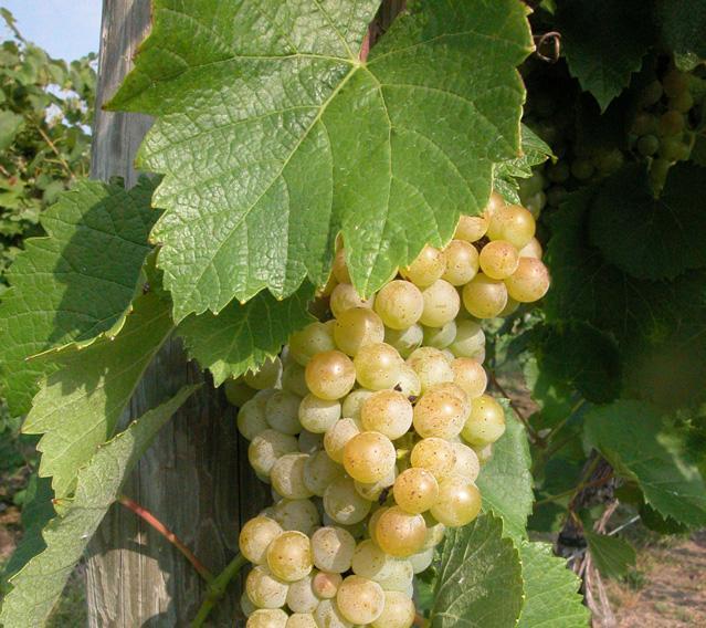 Wine Grape Variety Trials for the Midwest Matching Varieties
