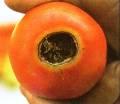 Other physiological disorders: Blotchy and irregular ripening of tomatoes