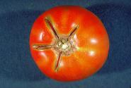 tomatoes (browning of the underlying vascular system) http://www.