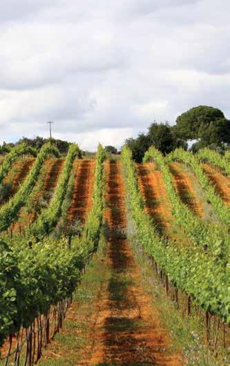 OUR VINEYARDS What is expected of a Portuguese winery located in the Algarve? Vineyards, of course. And Quinta dos Vales, which means the Farm of the Valleys, certainly doesn t disappoint.