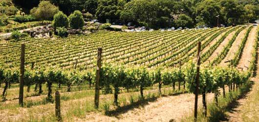 RENT A VINEYARD Should you wish to experience winemaking with more involvement, we may give you an interim lease for one of our working vineyards.