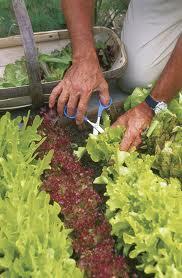 Salad Greens: Crops: