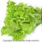 lettuce Spinach Mesclun