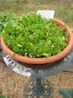Leafy Salad Greens: Crops:
