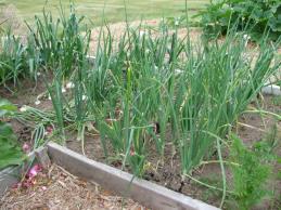 Root Crops: Onions (family: