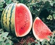 Watermelon Very long Muskmelon