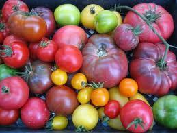 Solanaceous Crops: Tomato Determinate= bush type