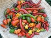 Pepper Bell or sweet Many colors Bell shaped or