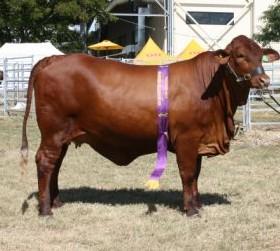 enough of the difference this mix has made to their cattle, both on the home property, and in the show ring.