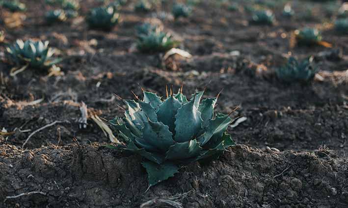 SOW & HARVEST Our espadin maguey (agave) needs at least 6 years to ripen