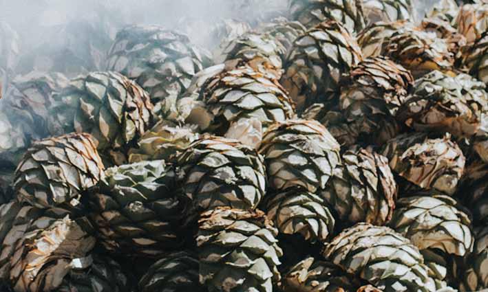 the leaves of the agave are removed from the hearts or piñas.