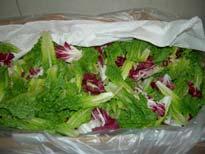 of romaine Small mixed lettuces Organic Spring Mix Rely on temperature