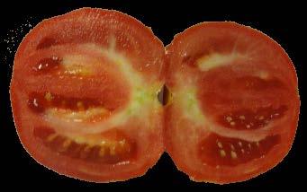 RED DEUCE Fruit yield weight (lb/plant) 25 2 15 1 5 DAYS: 72