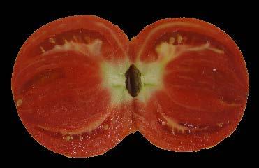 SUMMERPICK Fruit yield weight (lb/plant) 25 2 15 1 5 DAYS: 7