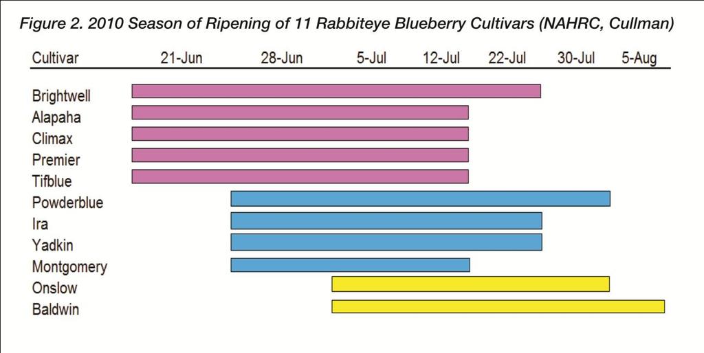 blueberry cultivars, Cullman, AL 2009.