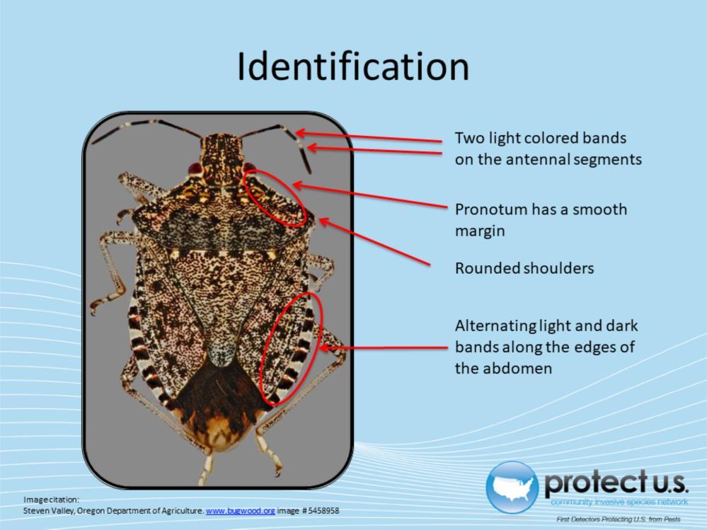 Adult stink bugs and other hemipterans can be characterized by their modified forewings called hemelytra. The proximal ends of the hemelytra are thickened and the distal ends are membranous.