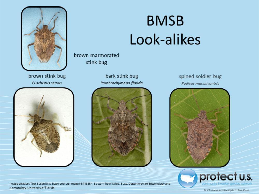 Most distinguishable characteristics of the brown marmorated stink bug include: two light colored bands on the antennae, size, and rounded shoulders.