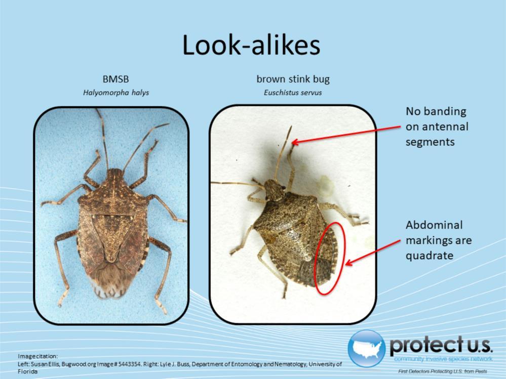 The brown stink bug (E. servus) may be confused with BMSB because it has similar coloring, rounded to slightly spined shoulders, and alternating light and dark bands along the edges of the abdomen.