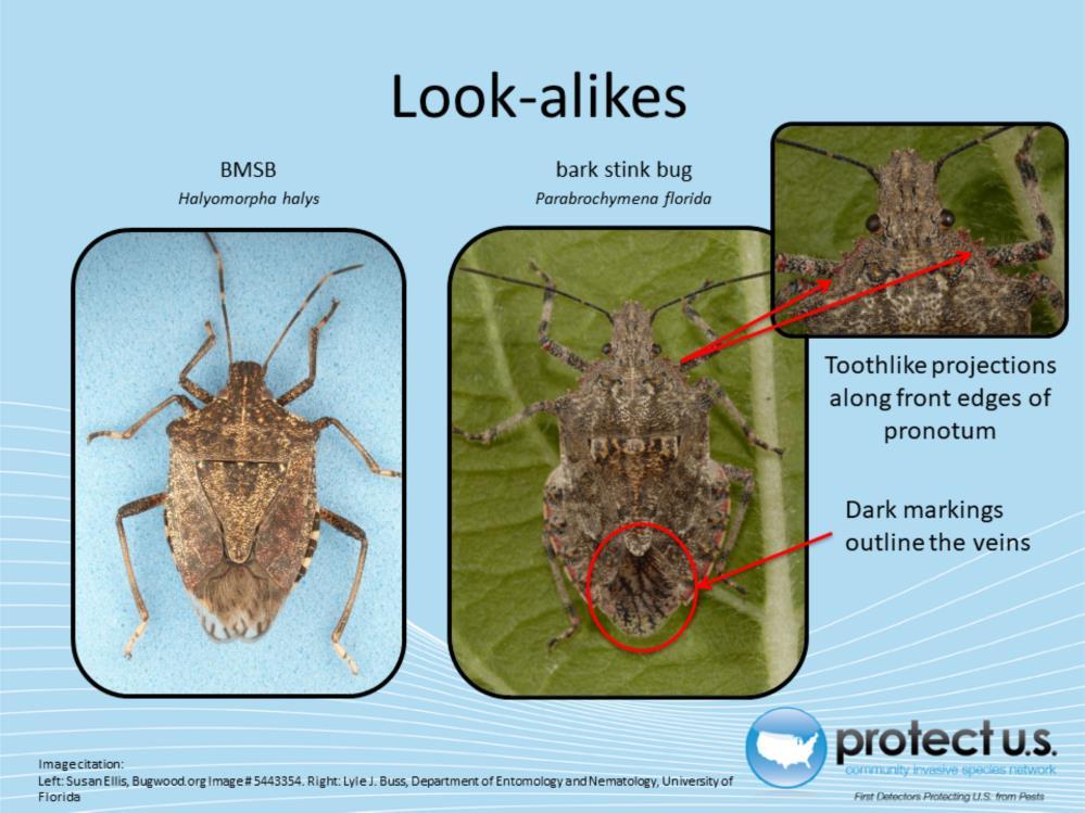 Bark stink bugs (Parabrochymena spp.) may also be confused with BMSB because it has similar coloring and banding on the edges of the abdomen.