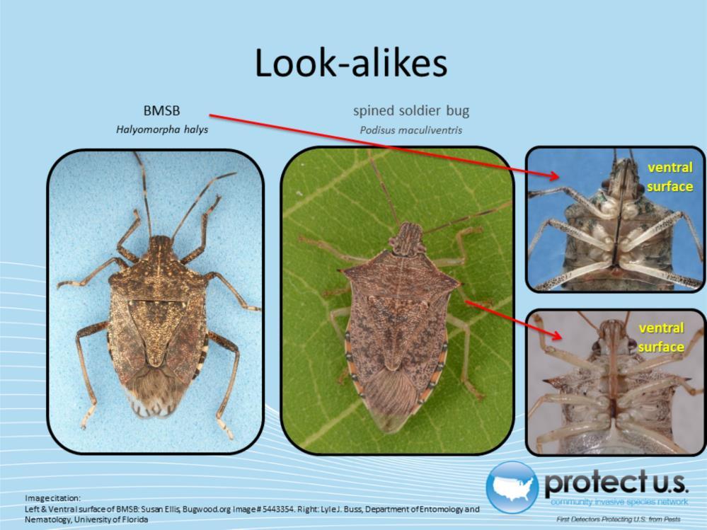 The spined soldier bug (Podisus maculiventris) is one of the most common predatory stink bugs in North America.