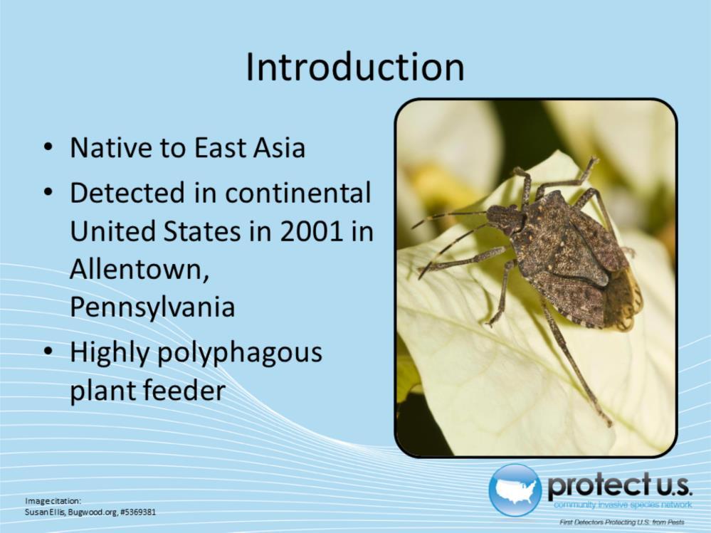The brown marmorated stink bug, Halyomorpha halys (Stal) (Hemiptera: Pentatomidae), is native to China, Japan, Korea, Myanmar, Taiwan, and Vietnam.