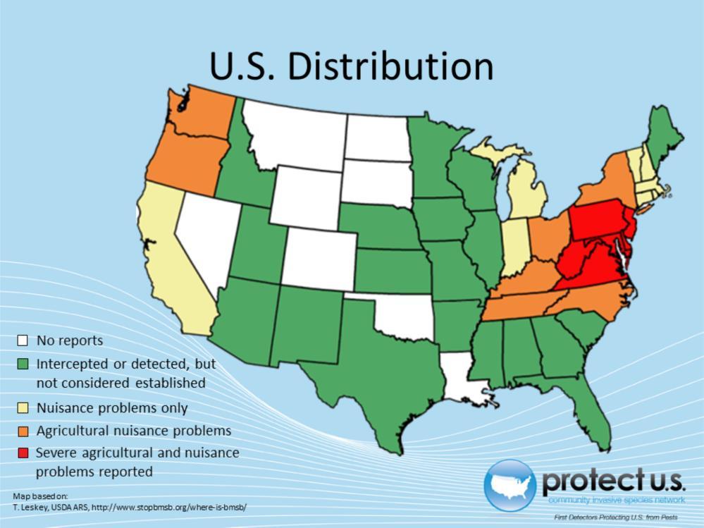 Distribution current as of June 2014. The states shown in green are where BMSB has been detected, and is not known to be established.