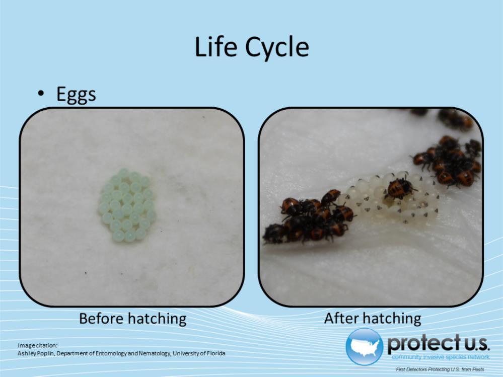 Adult females oviposit eggs between June and September, although temperature and photoperiod may prolong or shorten the ovipositing period.
