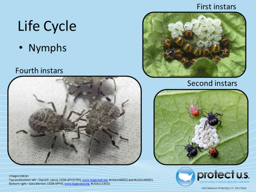 Like many stink bug species, the brown marmorated stink bug completes five nymphal instars (immature stages) which last five to ten days each.