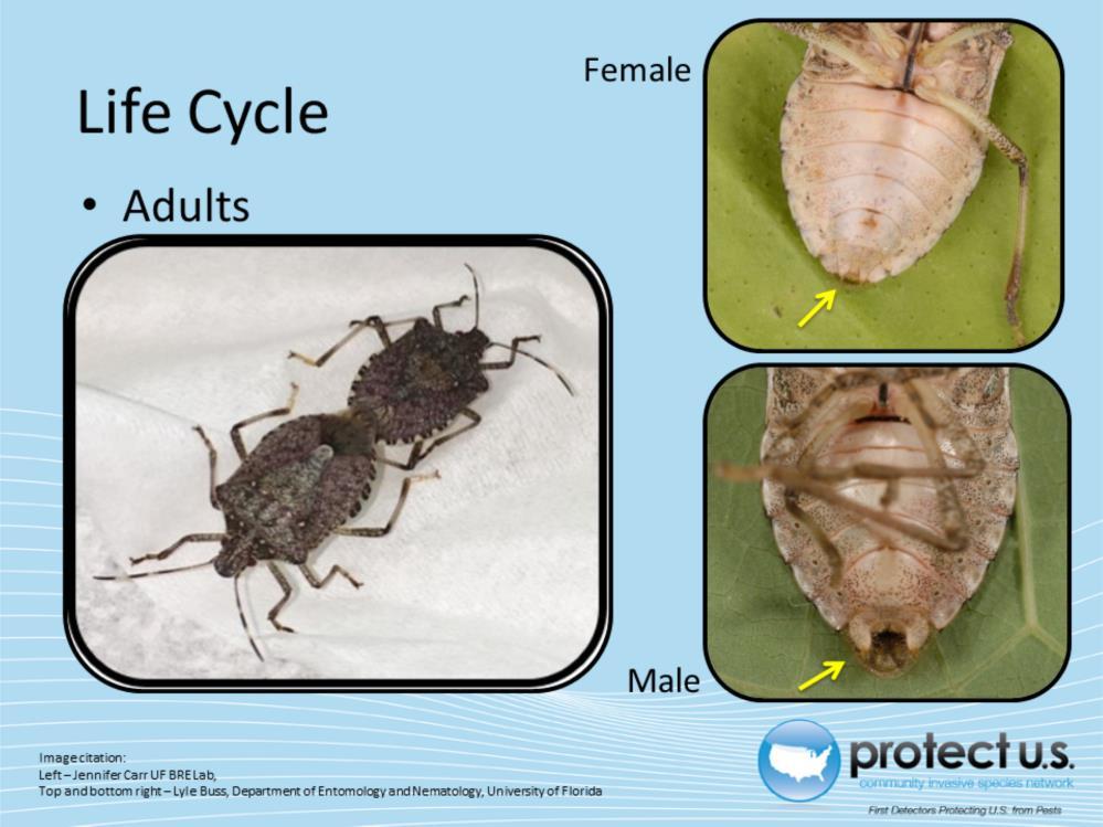The average adult brown marmorated stink bug is 12 to 17mm long and 7 to 10mm wide, although size may vary.